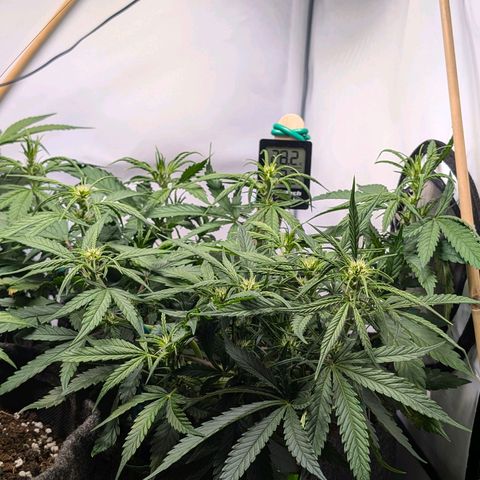 Gelato #1 growlog timeline photo