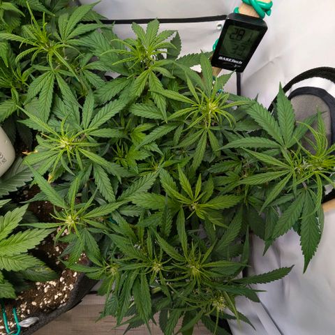 Gelato #1 growlog timeline photo