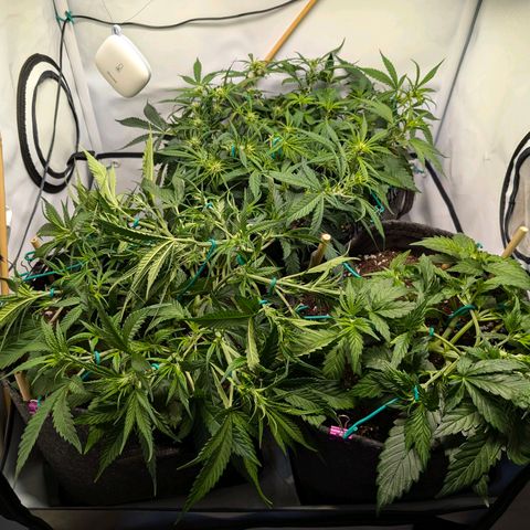 Gelato #1 growlog photo: 12:00 Uhr nach Komplett-LST