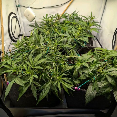 Gelato #1 growlog photo: 15:00 nach Komplett-LST am Vormittag 