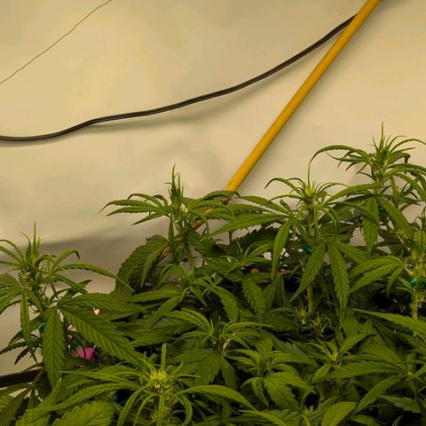 Gelato #1 growlog timeline photo