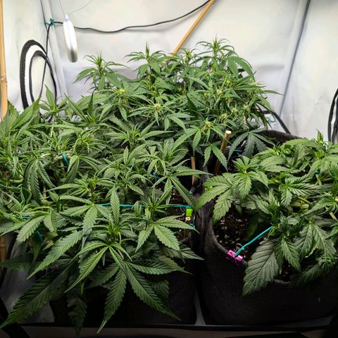 Gelato #1 growlog timeline photo