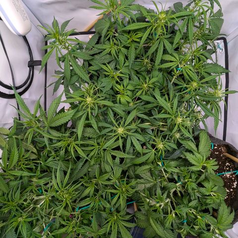 Gelato #1 growlog timeline photo
