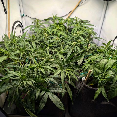 Gelato #1 growlog timeline photo