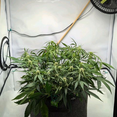 Gelato #1 growlog timeline photo