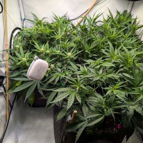Gelato #1 growlog photo: 07:00 Uhr