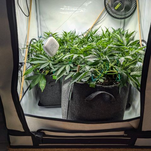 Gelato #1 growlog photo: 07:00 Uhr
