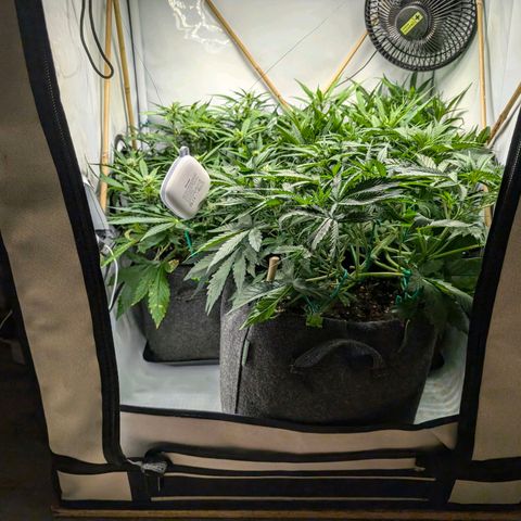 Gelato #1 growlog timeline photo
