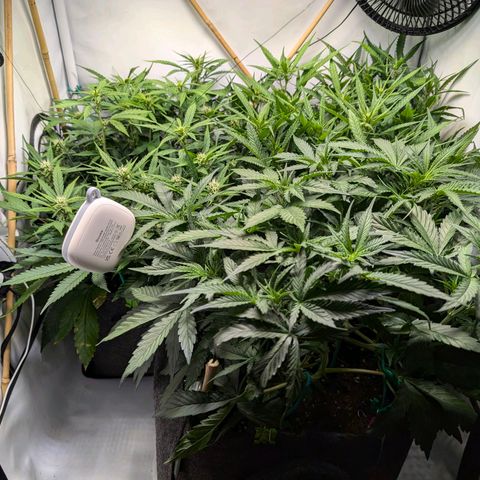 Gelato #1 growlog timeline photo