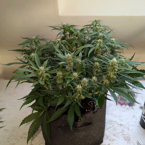 Gelato #1 growlog timeline photo