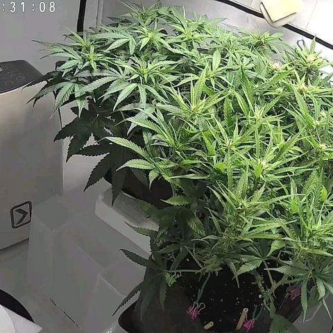 Gelato #1 growlog timeline photo