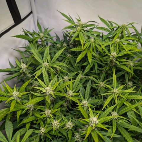 Gelato #1 growlog timeline photo