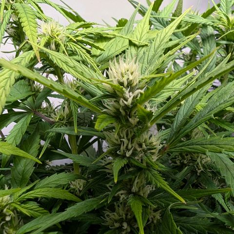 Gelato #1 growlog timeline photo
