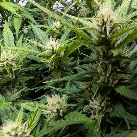 Gelato #1 growlog timeline photo