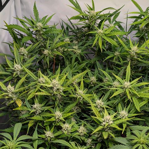 Gelato #1 growlog timeline photo
