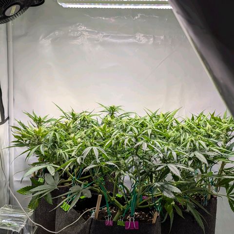 Gelato #1 growlog timeline photo