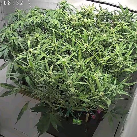 Gelato #1 growlog timeline photo