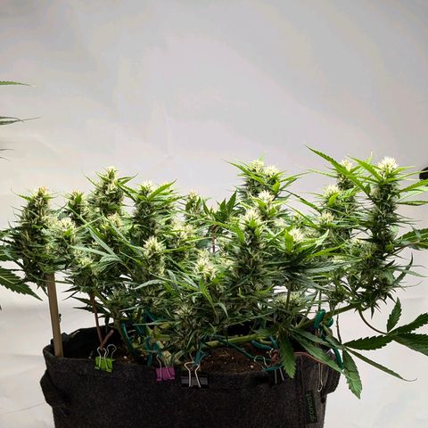 Gelato #1 growlog timeline photo