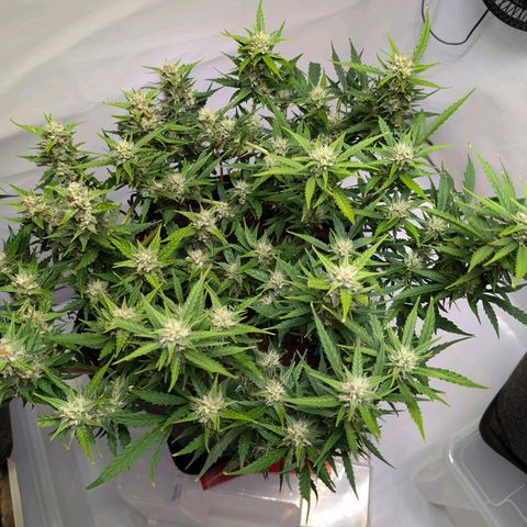 Gelato #1 growlog timeline photo