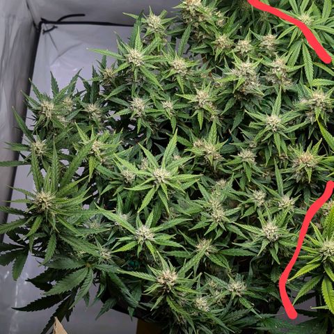 Gelato #1 growlog timeline photo