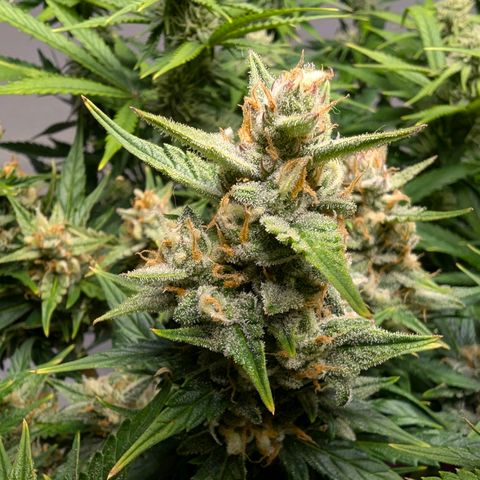 Gelato #1 growlog timeline photo