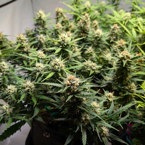 Gelato #1 growlog timeline photo