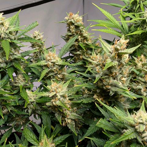 Gelato #1 growlog timeline photo