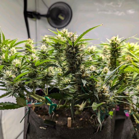 Gelato #1 growlog timeline photo