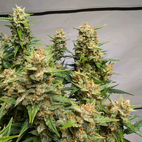 Gelato #1 growlog timeline photo
