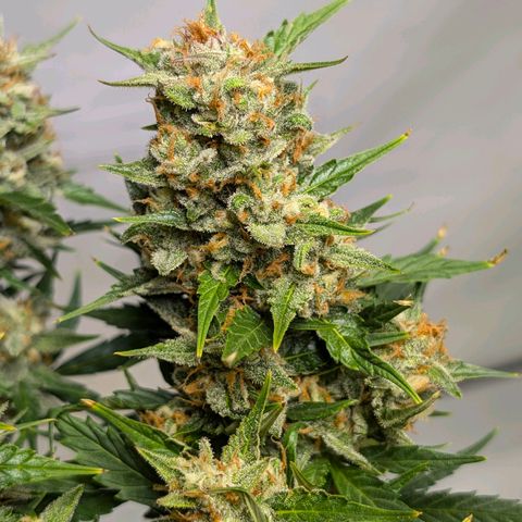 Gelato #1 growlog timeline photo
