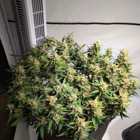 Gelato #1 growlog timeline photo