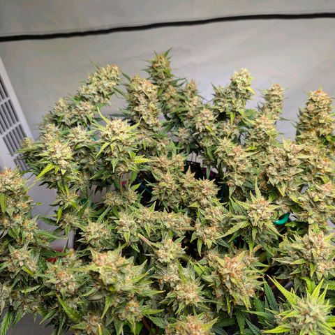 Gelato #1 growlog timeline photo