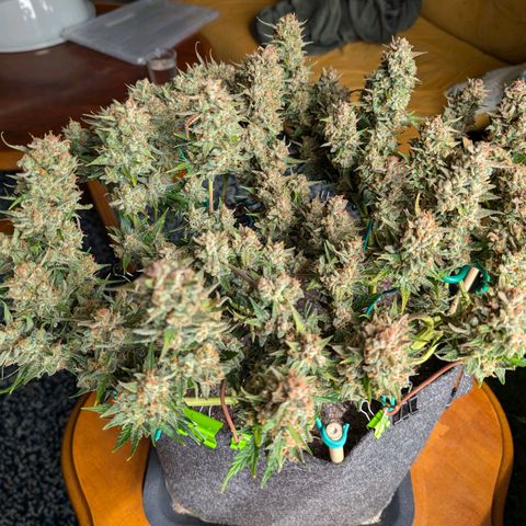 Gelato #1 growlog photo: Ernte
