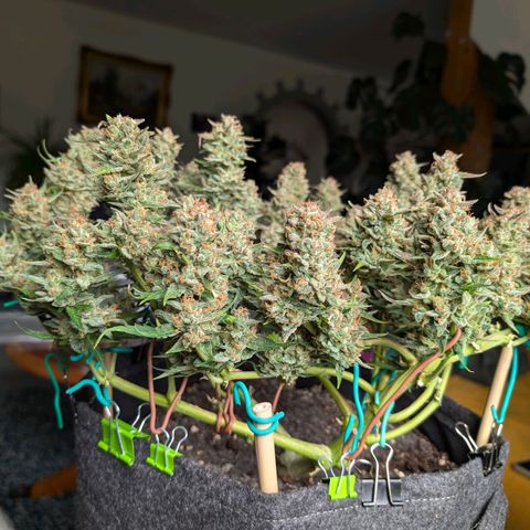 Gelato #1 growlog photo: Ernte