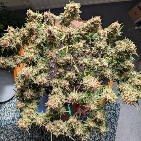 Gelato #1 growlog photo: Ernte