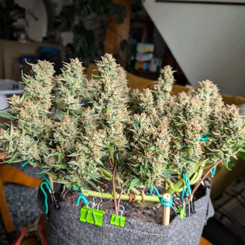 Gelato #1 growlog photo: Ernte