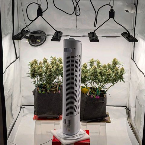 Gelato #1 growlog timeline photo