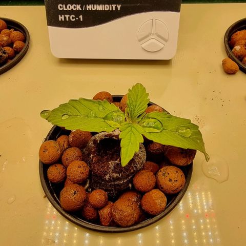 Easy Bud growlog timeline photo