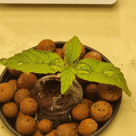 Easy Bud growlog timeline photo