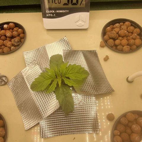Easy Bud growlog photo: Hyvin kasvaa