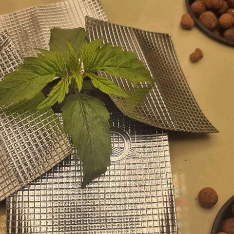 Easy Bud growlog photo: Hyvin kasvaa
