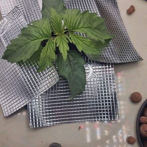Easy Bud growlog timeline photo
