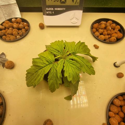 Easy Bud growlog photo: Lehdet edelleen alaspäin