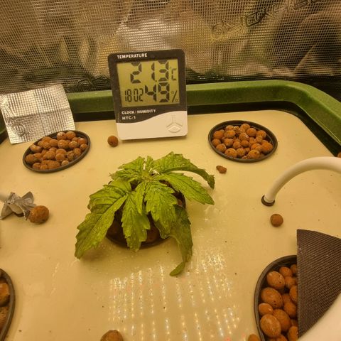 Easy Bud growlog photo: Lehdet edelleen alaspäin