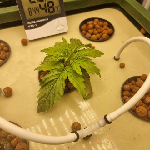 Easy Bud growlog photo: Osoittaa toipumisen merkkejä