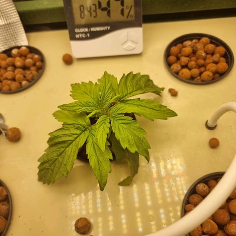 Easy Bud growlog photo: Osoittaa toipumisen merkkejä