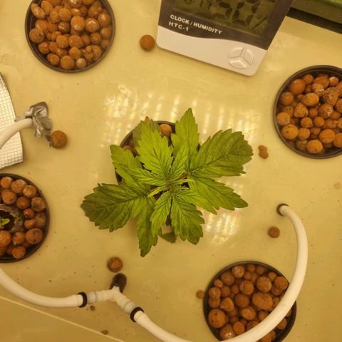 Easy Bud growlog photo: Osoittaa toipumisen merkkejä