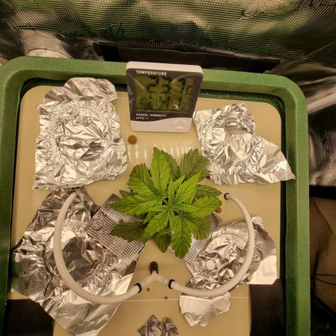 Easy Bud growlog timeline photo