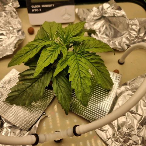 Easy Bud growlog timeline photo