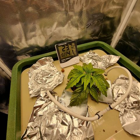 Easy Bud growlog timeline photo